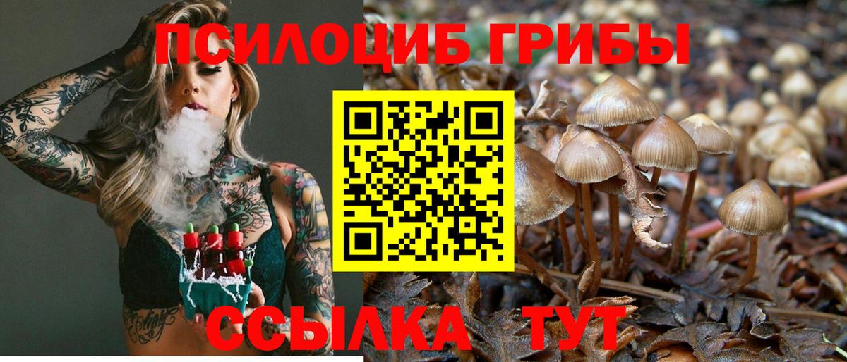 Псилоцибиновые грибы GOLDEN TEACHER  Вход с VPN  Чистополь  Псилоцибиновые грибы Psilocybe 